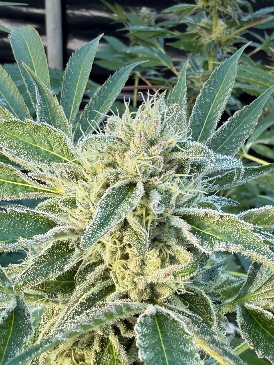 Seed Catalogue - 20+ Cannabis Strains | Haze Valley
